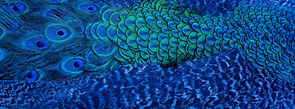 Com On Blue - Carousel Slider 1